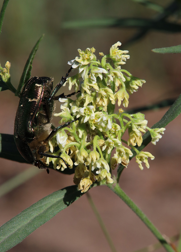 Image of Vincetoxicum sibiricum specimen.