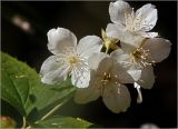 род Philadelphus