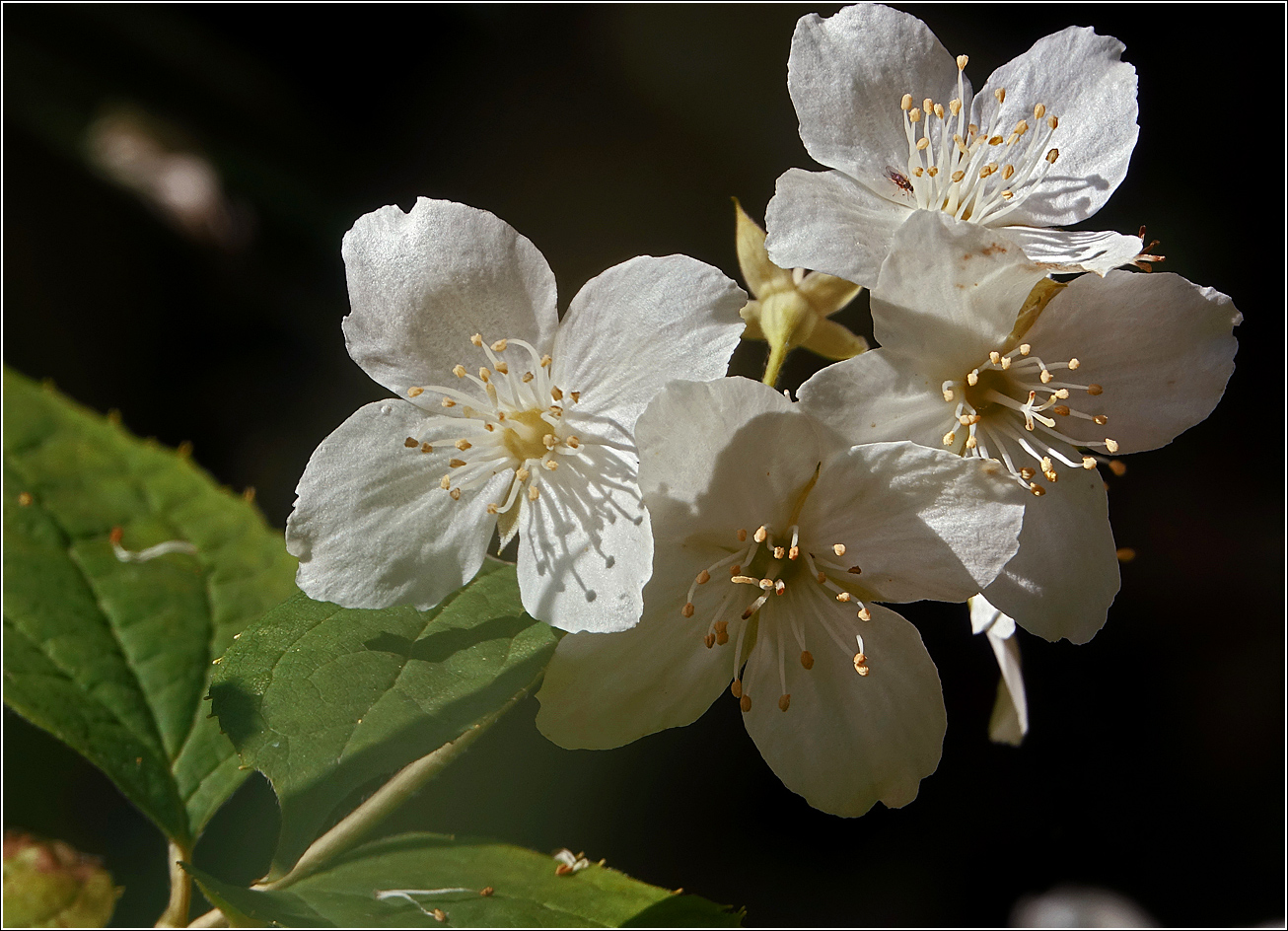 Изображение особи род Philadelphus.