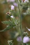 Althaea armeniaca