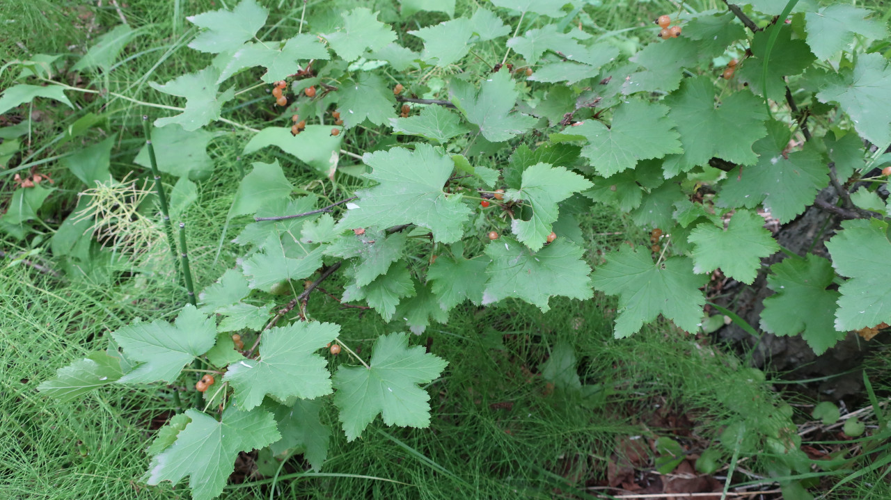 Изображение особи Ribes pallidiflorum.