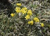 Draba aizoides. Цветущие среди дерновины злаковых растения. Испания, автономное сообщество Каталония, провинция Жирона, комарка Рипольес, муниципалитет Сеткасес, окр. курорта \"Вальтер 2000\", ≈2200 м н.у.м., каменистый луг. 15.05.2022.