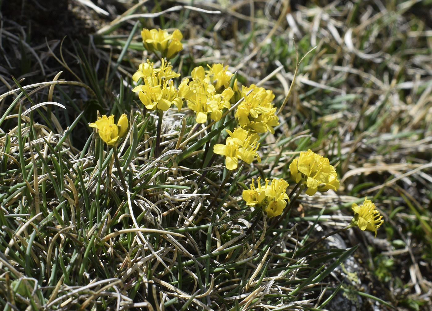 Изображение особи Draba aizoides.