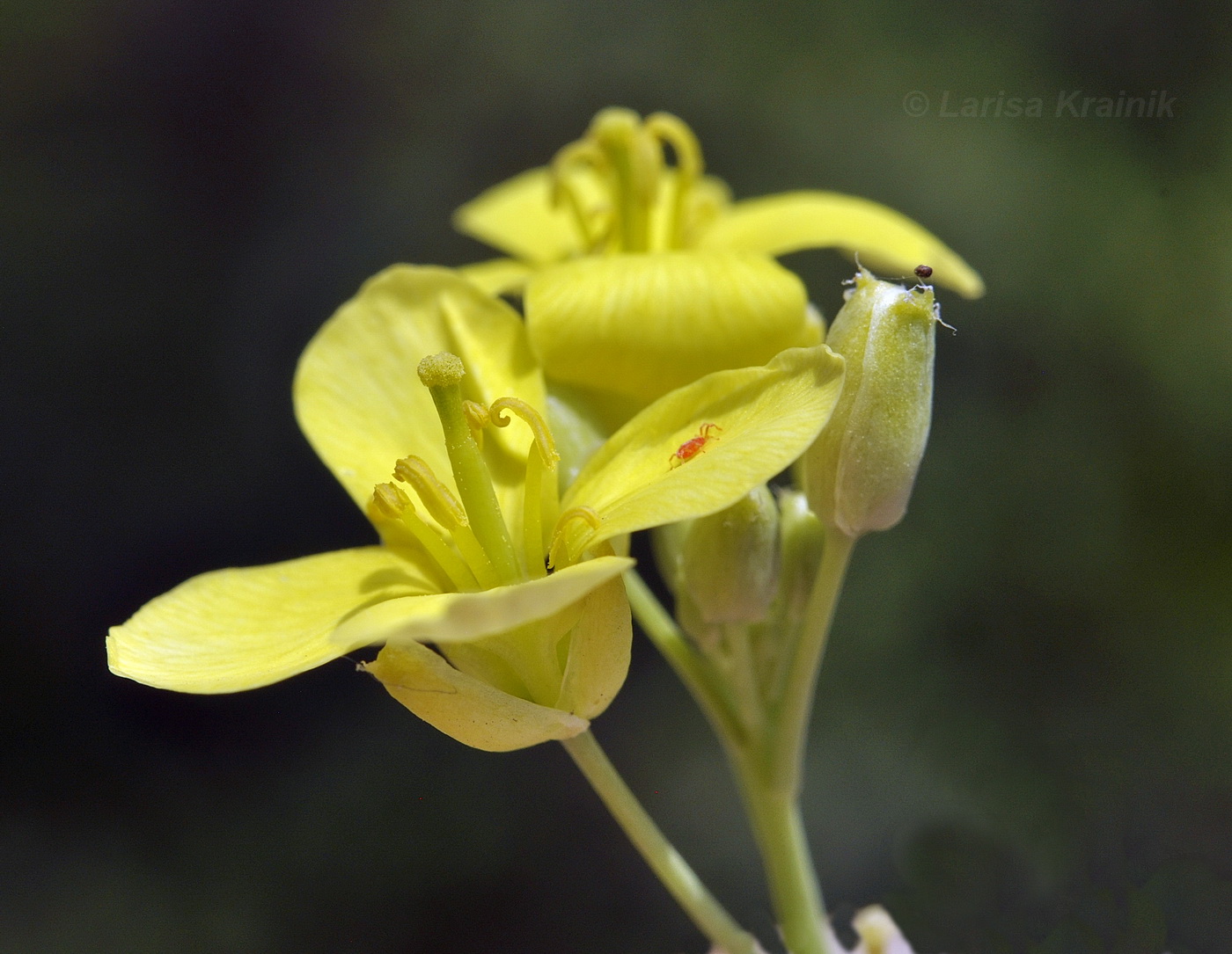 Image of Diplotaxis tenuifolia specimen.