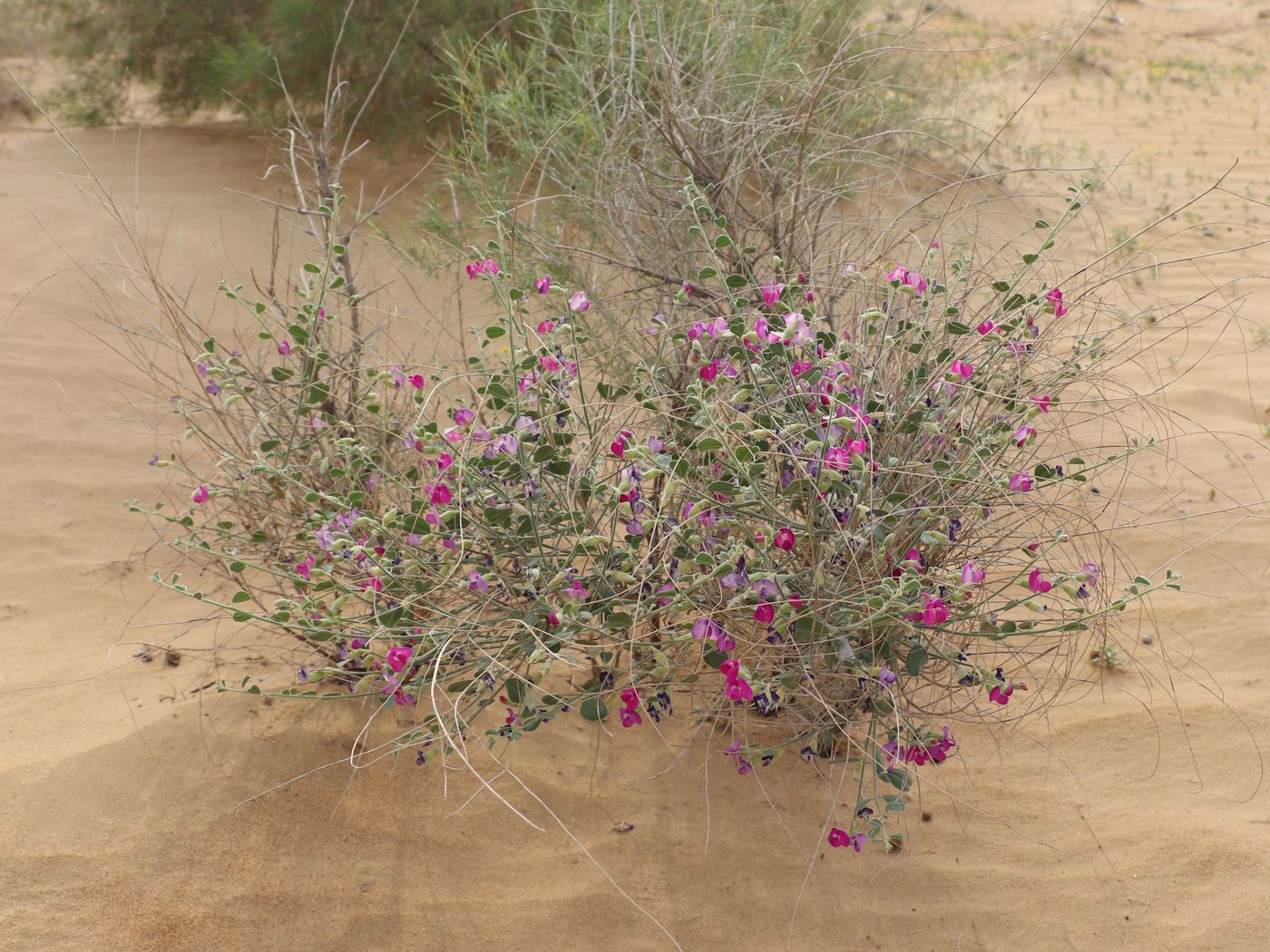 Image of Smirnowia turkestana specimen.