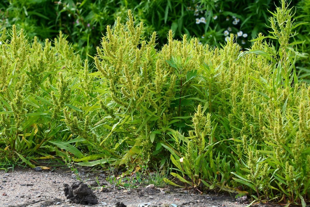 Image of Rumex maritimus specimen.