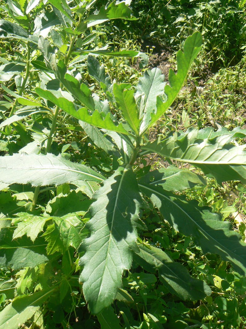 Image of Cirsium setosum specimen.