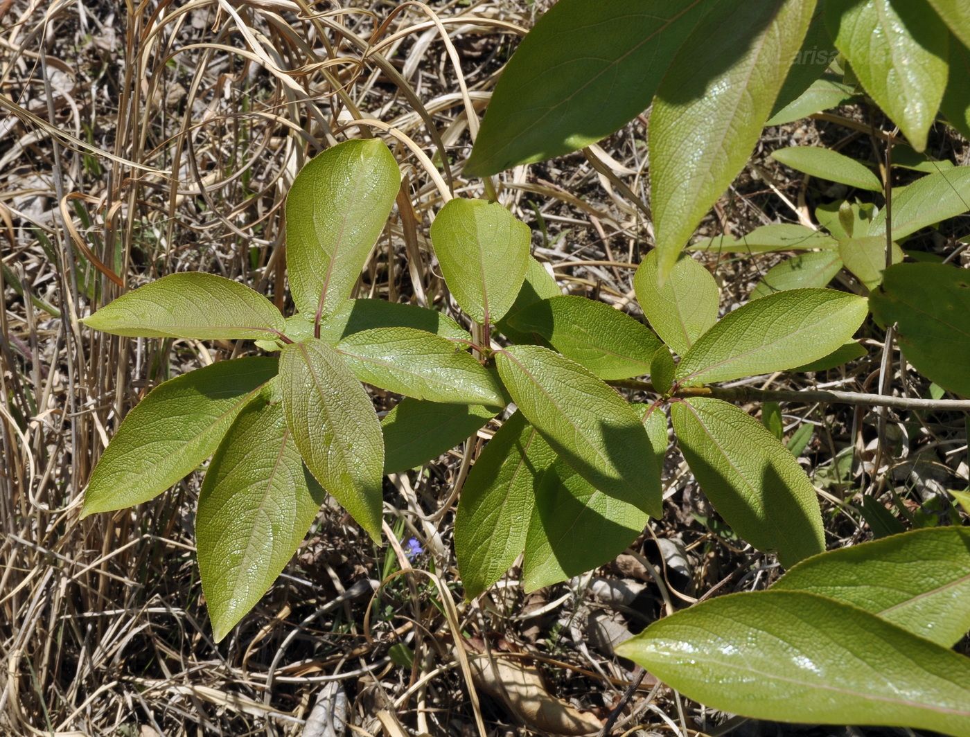 Image of genus Populus specimen.