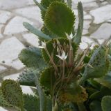 genus Kalanchoe