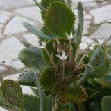 род Kalanchoe