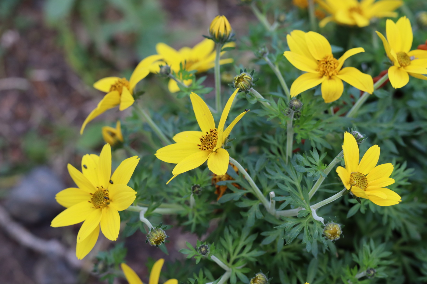 Изображение особи Bidens aurea.