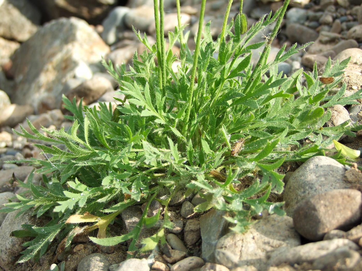 Image of Papaver lapponicum specimen.