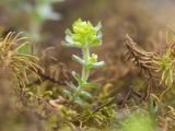 Cruciata laevipes
