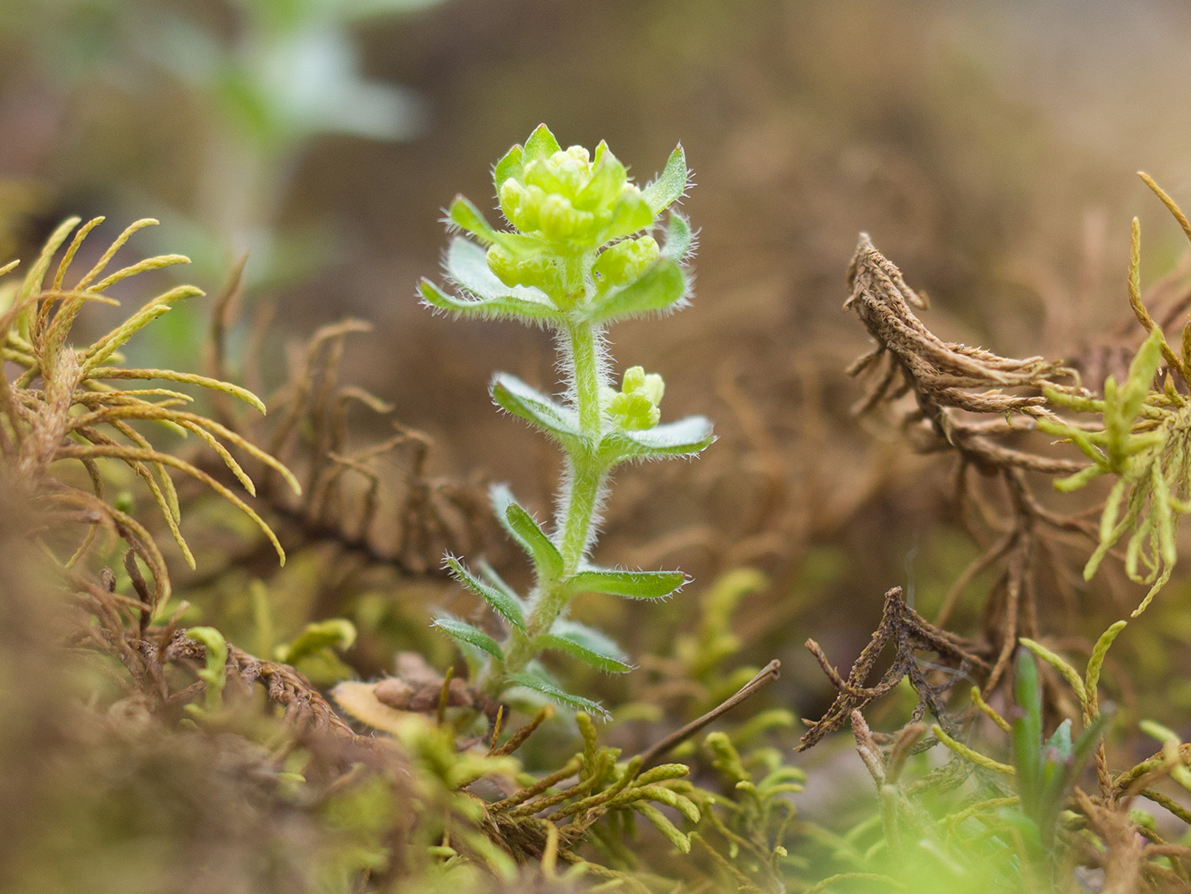 Image of Cruciata laevipes specimen.