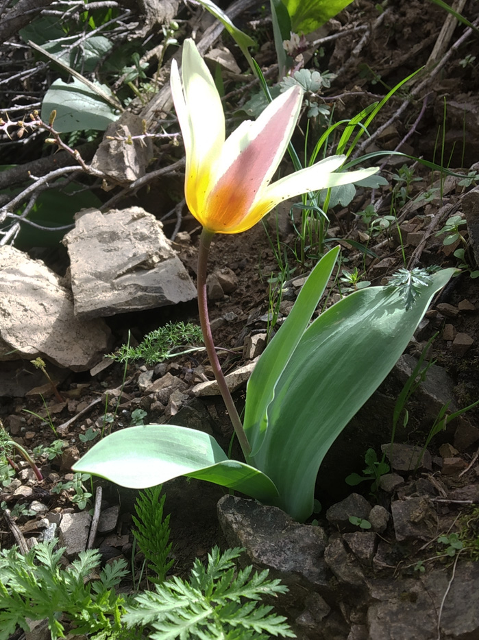 Image of Tulipa kaufmanniana specimen.
