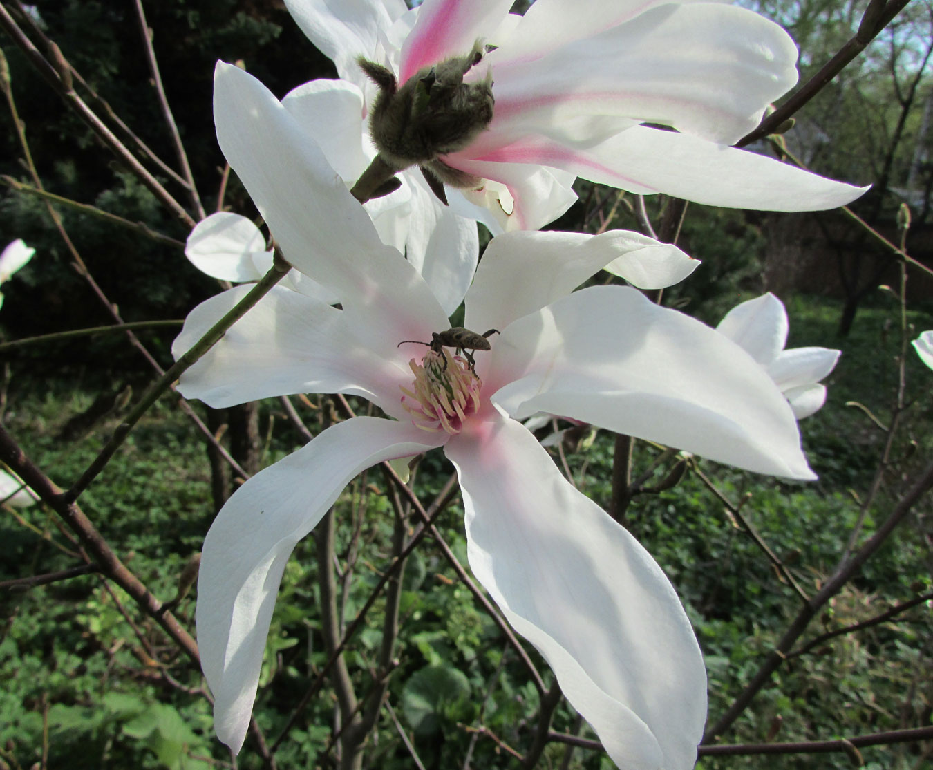 Image of Magnolia salicifolia specimen.