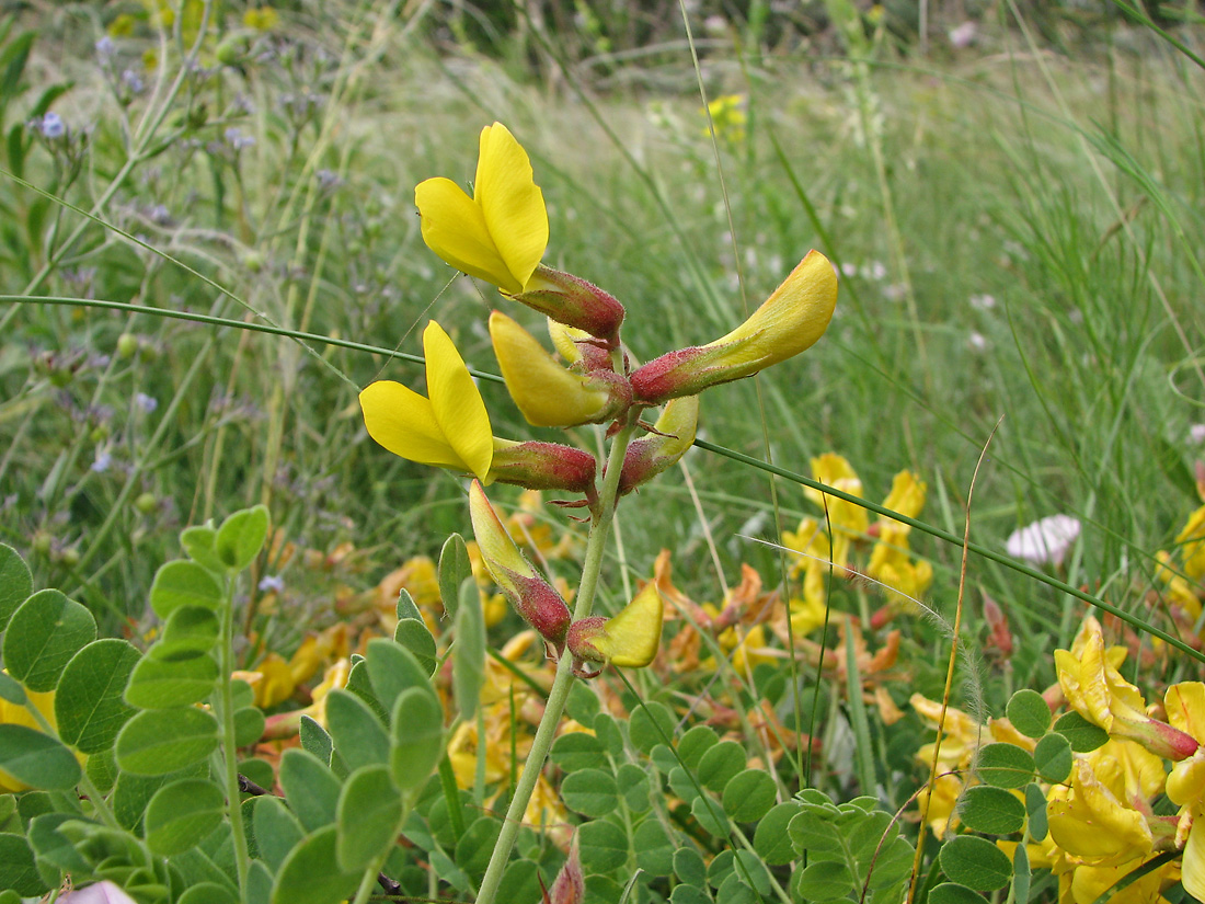 Изображение особи Calophaca wolgarica.