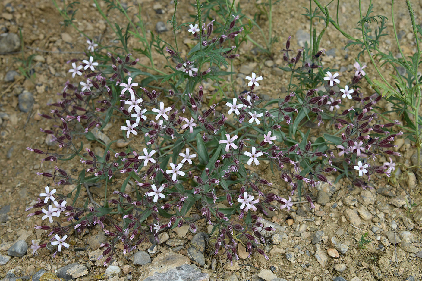 Image of Bolbosaponaria sewerzowii specimen.