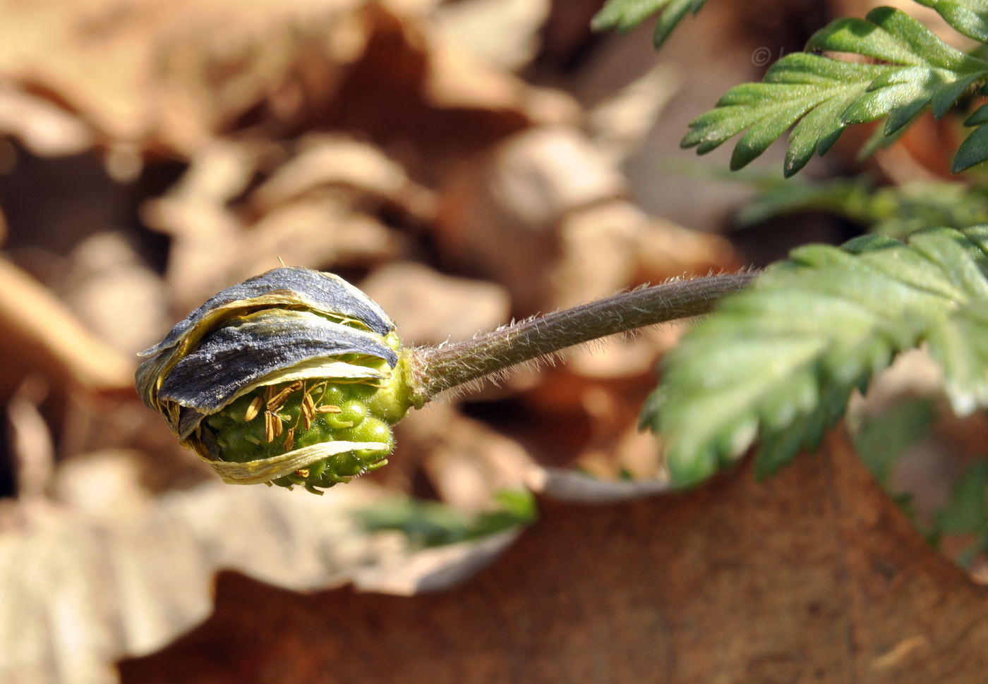 Image of Adonis amurensis specimen.