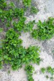 Populus &times; sibirica