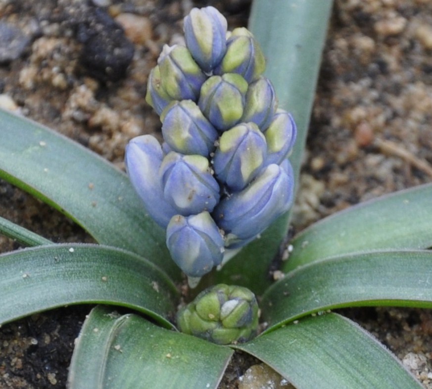 Image of Bellevalia hyacinthoides specimen.