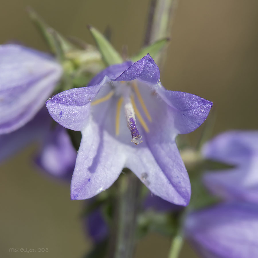 Image of genus Campanula specimen.