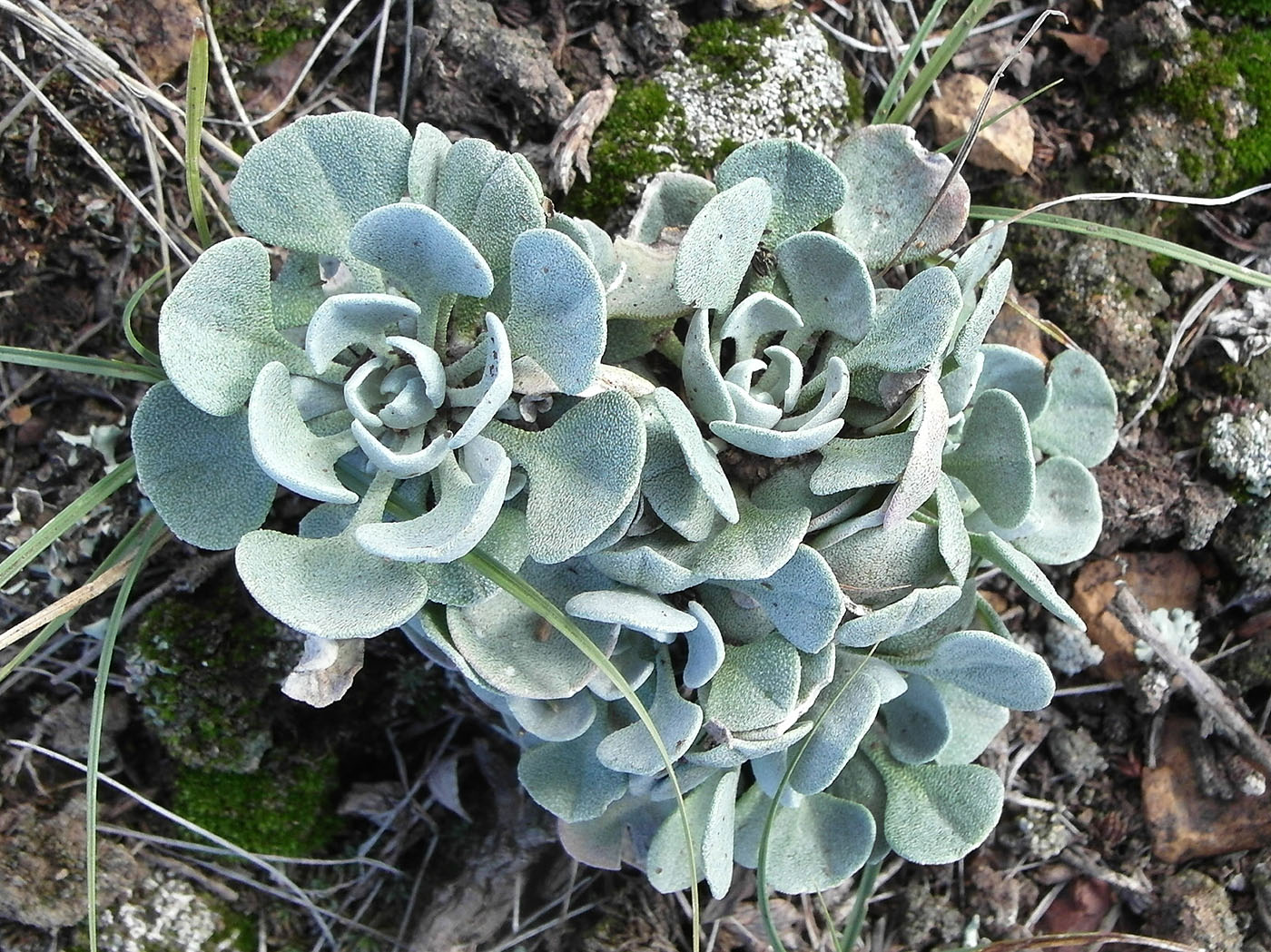 Image of Galitzkya spathulata specimen.