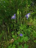 Aquilegia sibirica. Верхняя часть цветущего растения с формирующимися плодами. Хакасия, Ширинский р-н, окр. с. Ефремкино, дол. руч. Смородинный, лиственнично-мелколиственный лес. 26.06.2023.