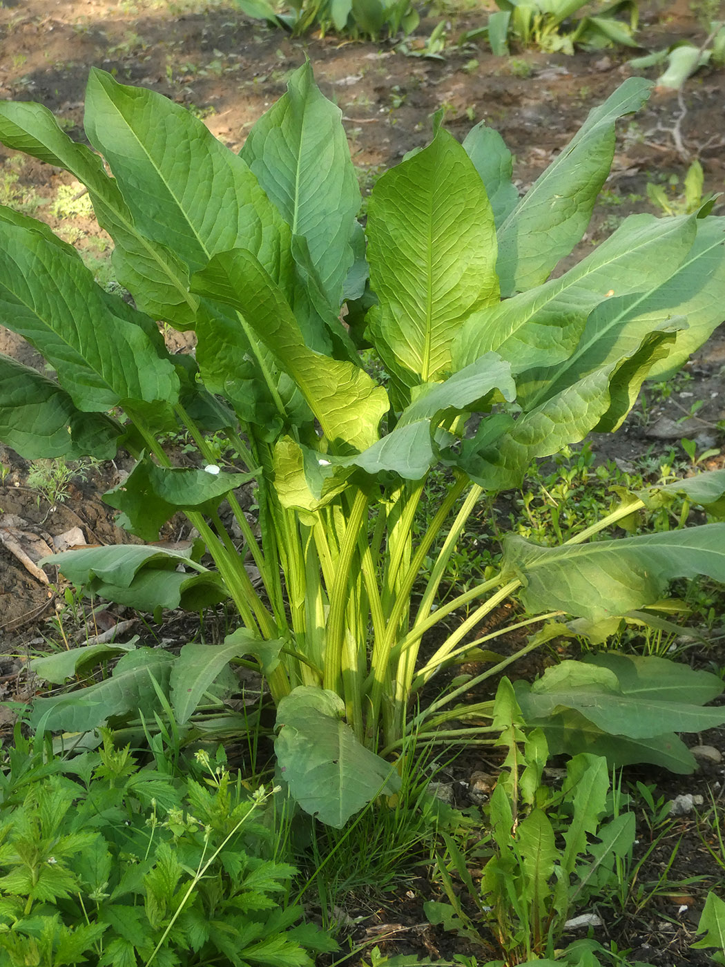 Image of genus Rumex specimen.