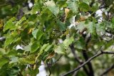 Betula platyphylla. Верхушка ветви с соплодиями. Курильские о-ва, о-в Кунашир, склон вулкана Головнина, ≈ 400 м н.у.м., опушка смешанного леса. 20.08.2022.