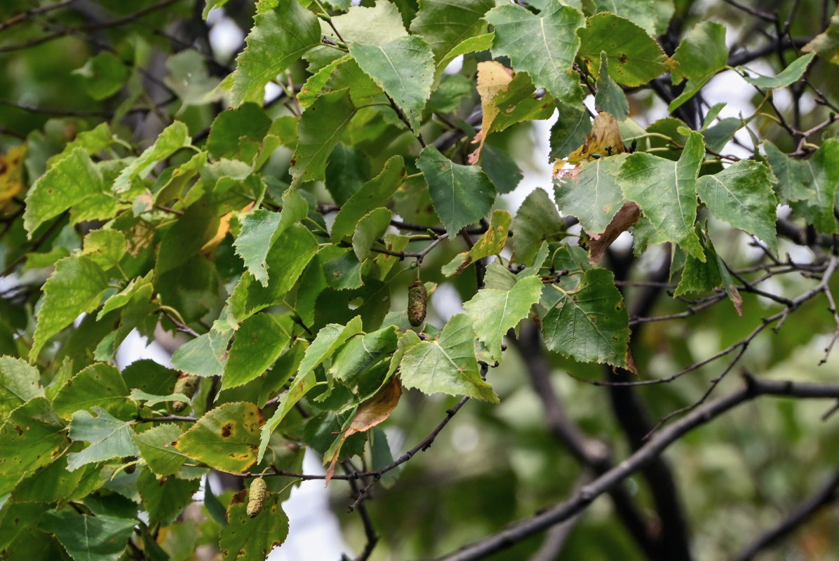 Image of Betula platyphylla specimen.