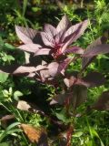 Amaranthus caudatus