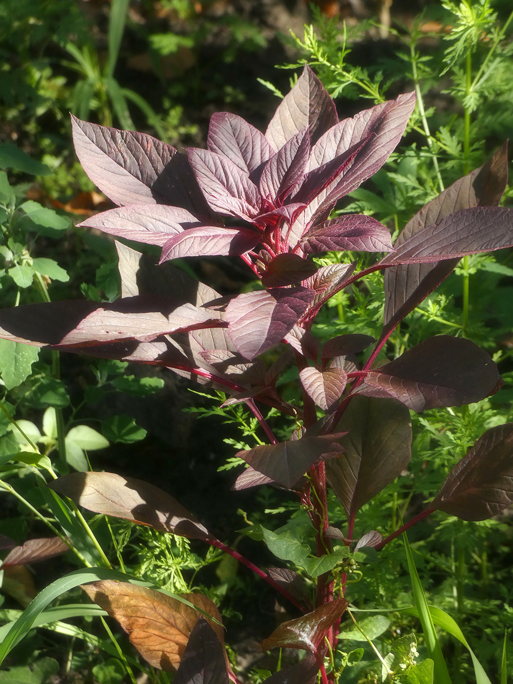 Image of Amaranthus caudatus specimen.