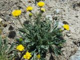 Erigeron cabulicus