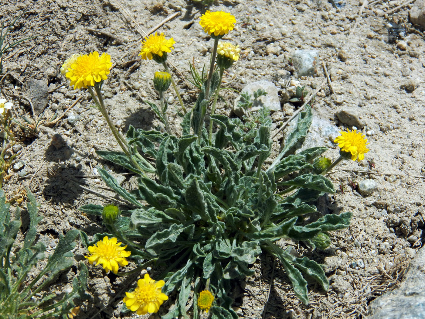 Image of Erigeron cabulicus specimen.