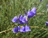 genus Campanula