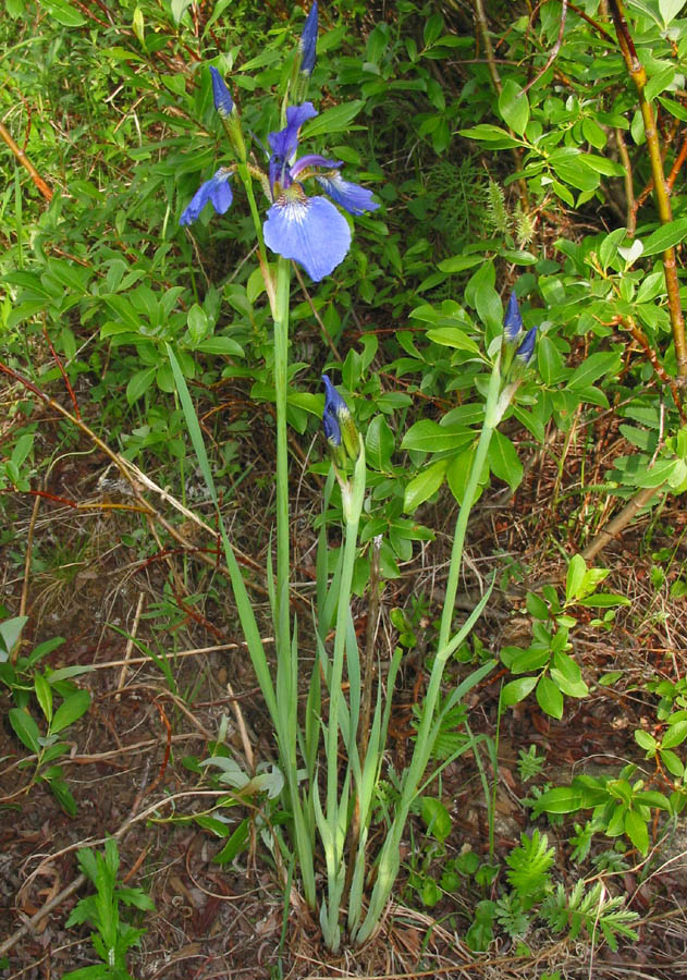 Изображение особи Iris sanguinea.