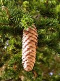 Picea abies. Верхушка веточки с шишкой. Германия, Бавария, округ Верхняя Бавария, г. Бад-Тёльц. Декабрь.
