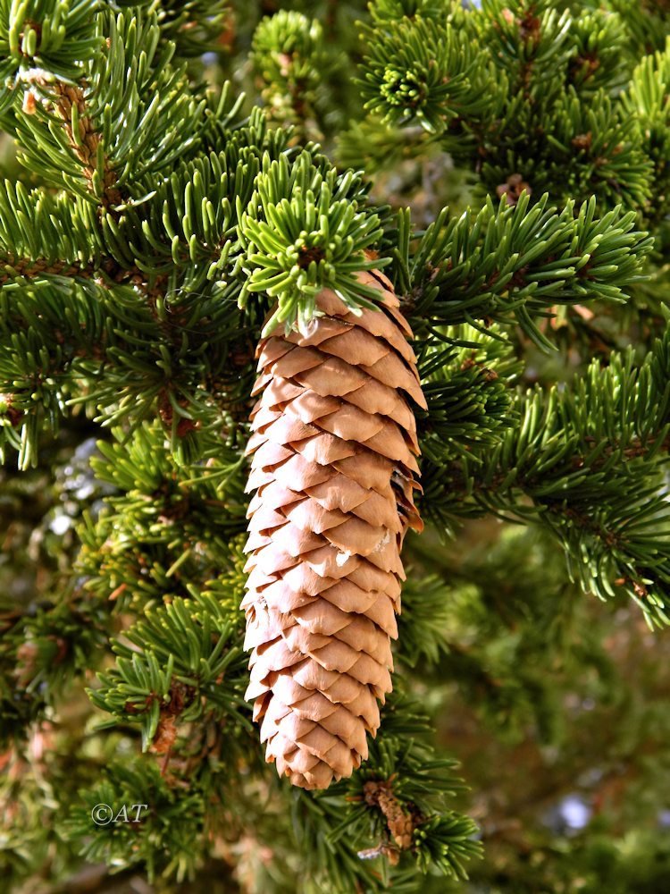 Image of Picea abies specimen.