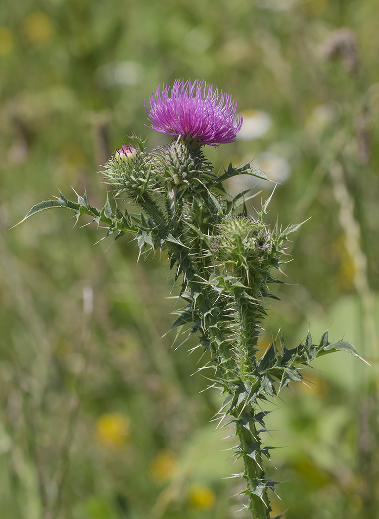 Изображение особи Carduus acanthoides.