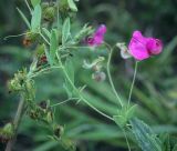 Lathyrus tuberosus. Верхушка цветущего растения. Пермский край, Кунгурский р-н, окр. дер. Дейково, ур. Греховская гора, разнотравный луг на вершине урочища. 06.08.2023.