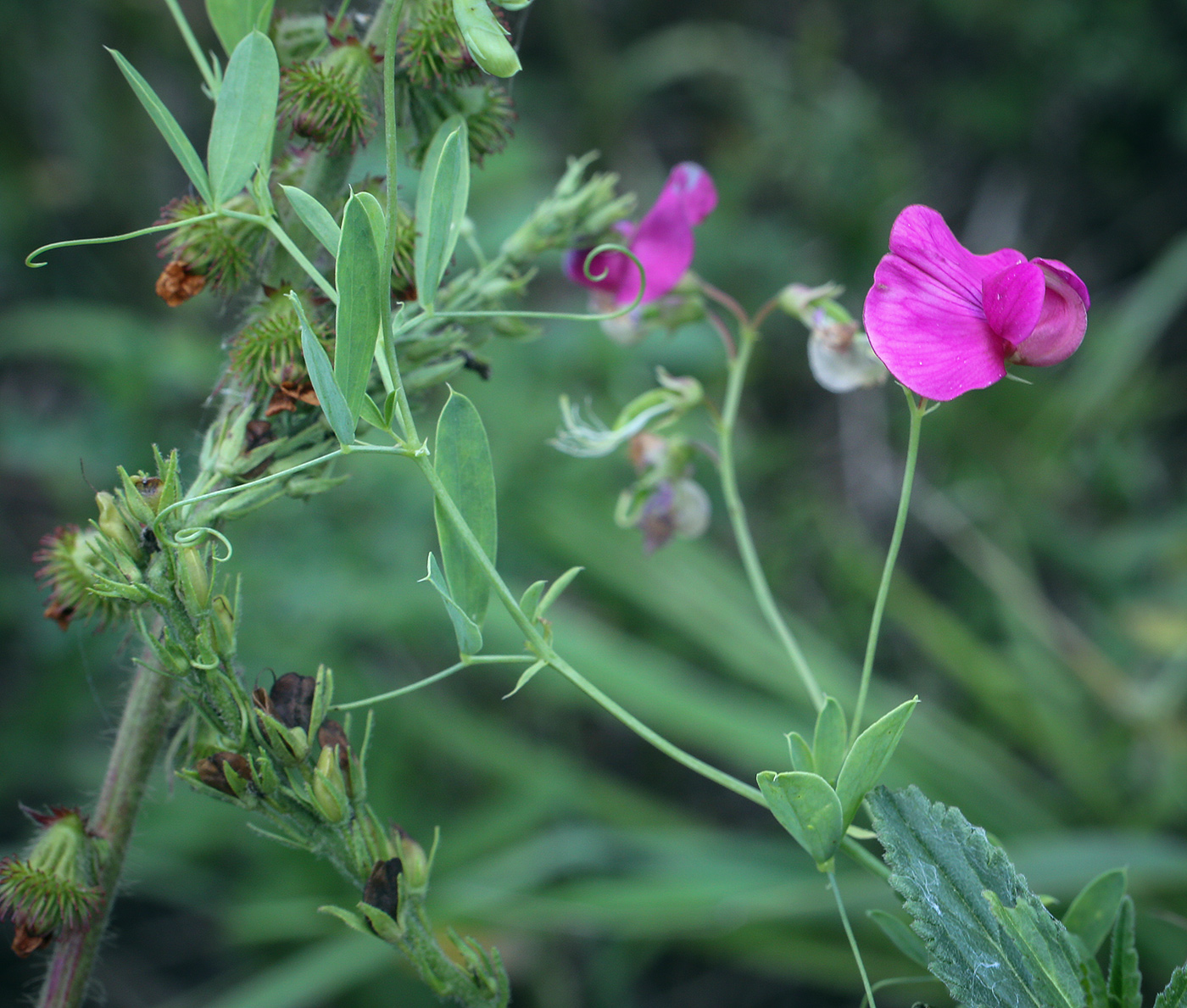 Image of Lathyrus tuberosus specimen.