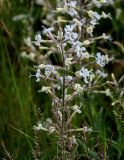 Silene viscosa