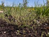 Arenaria serpyllifolia. Цветущее и плодоносящее растение. Московская обл., Дмитровский р-н, берег канала им. Москвы, зарастающий после прошлогоднего повреждения стройтехникой луг. 14.06.2023.