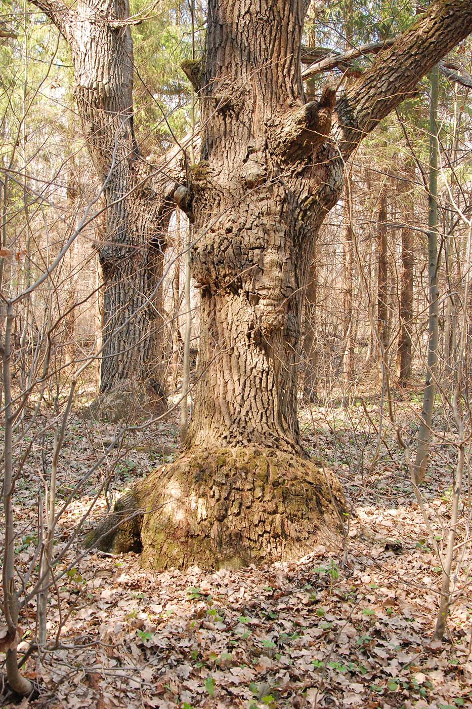 Image of Quercus robur specimen.