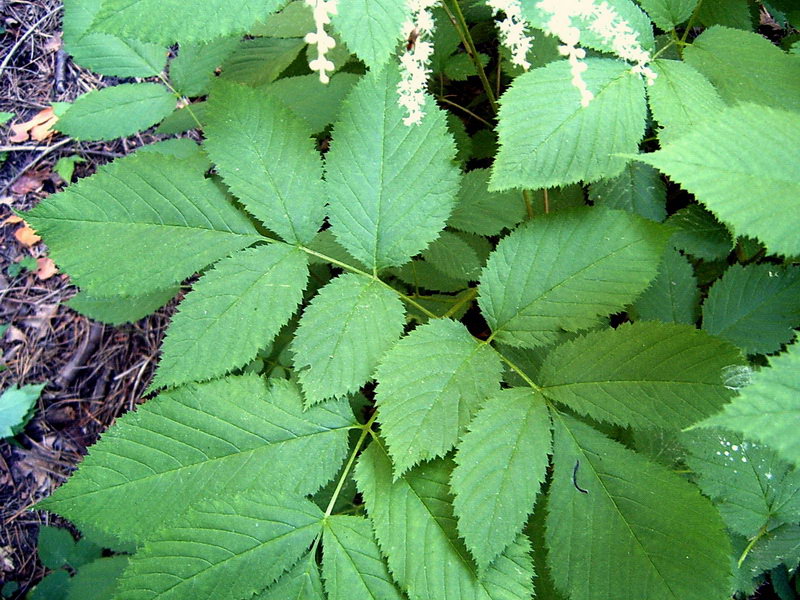 Image of Aruncus sylvestris specimen.