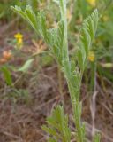 Anthemis ruthenica. Часть побега. Краснодарский край, Темрюкский р-н, гора Дубовый Рынок, сухой глинистый склон. 13.05.2017.