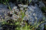 Astrodaucus orientalis