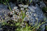 Astrodaucus orientalis. Верхушка побега с соцветием и кормящимися жуками. Армения, обл. Гегаркуник, берег оз. Севан, окр. с. Норашен, ≈ 1900 м н.у.м., каменистый участок лугового склона. 21.06.2022.