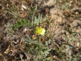 Potentilla bifurca